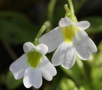 Πιγκουικούλα η δασυανθής (Pinguicula crystallina ssp. hirtiflora) 