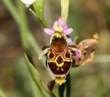 Ορχιδέα Οφρύς οεστριφέρα (Ophrys oestrifera) 