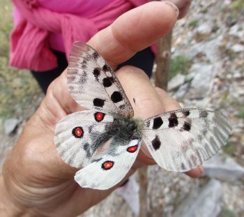 Απόλλων του Παρνασσού (Parnassius apollo) 