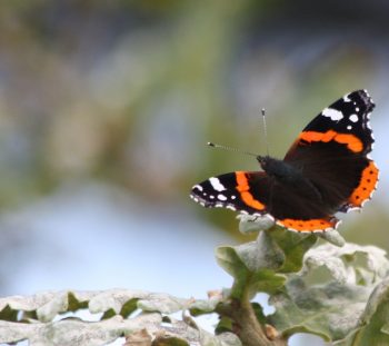 Πεταλούδα Βανέσσα της Αταλάντης (Vanessa atalanta) 
