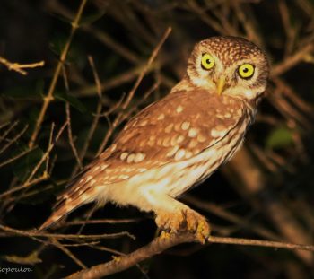 Κουκουβάγια (Athene noctua) 