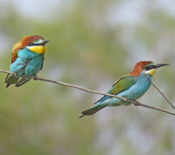 Μελισσοφάγος (Merops apiaster) 