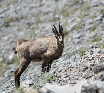 Αγριόγιδο (Rupicarpa rupicarpa ssp.balcanica) 