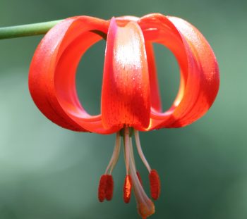 Λείριο το χαλκηδονικό (Lilium chalcedonicum) 
