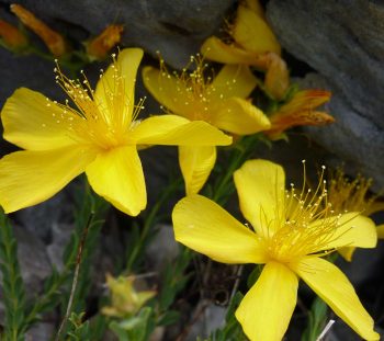 Υπερικό το Ολυμπικό (Hypericum olympicum) 